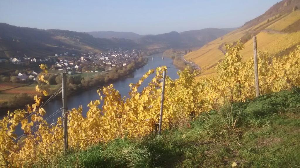 Ferienwohnung Weingut Matthias Dauns Reil Exterior foto